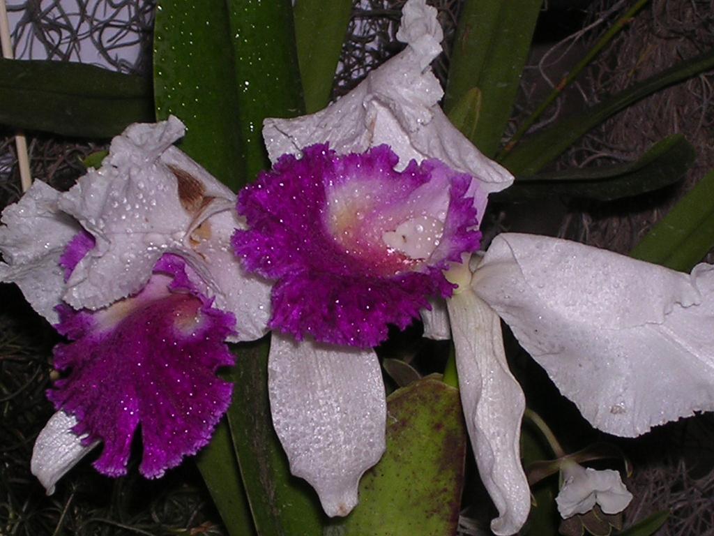 OTRA ORCHIDEA