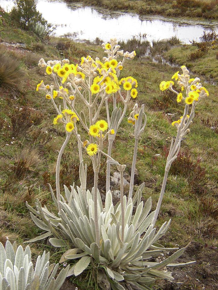 FRAILEJONES