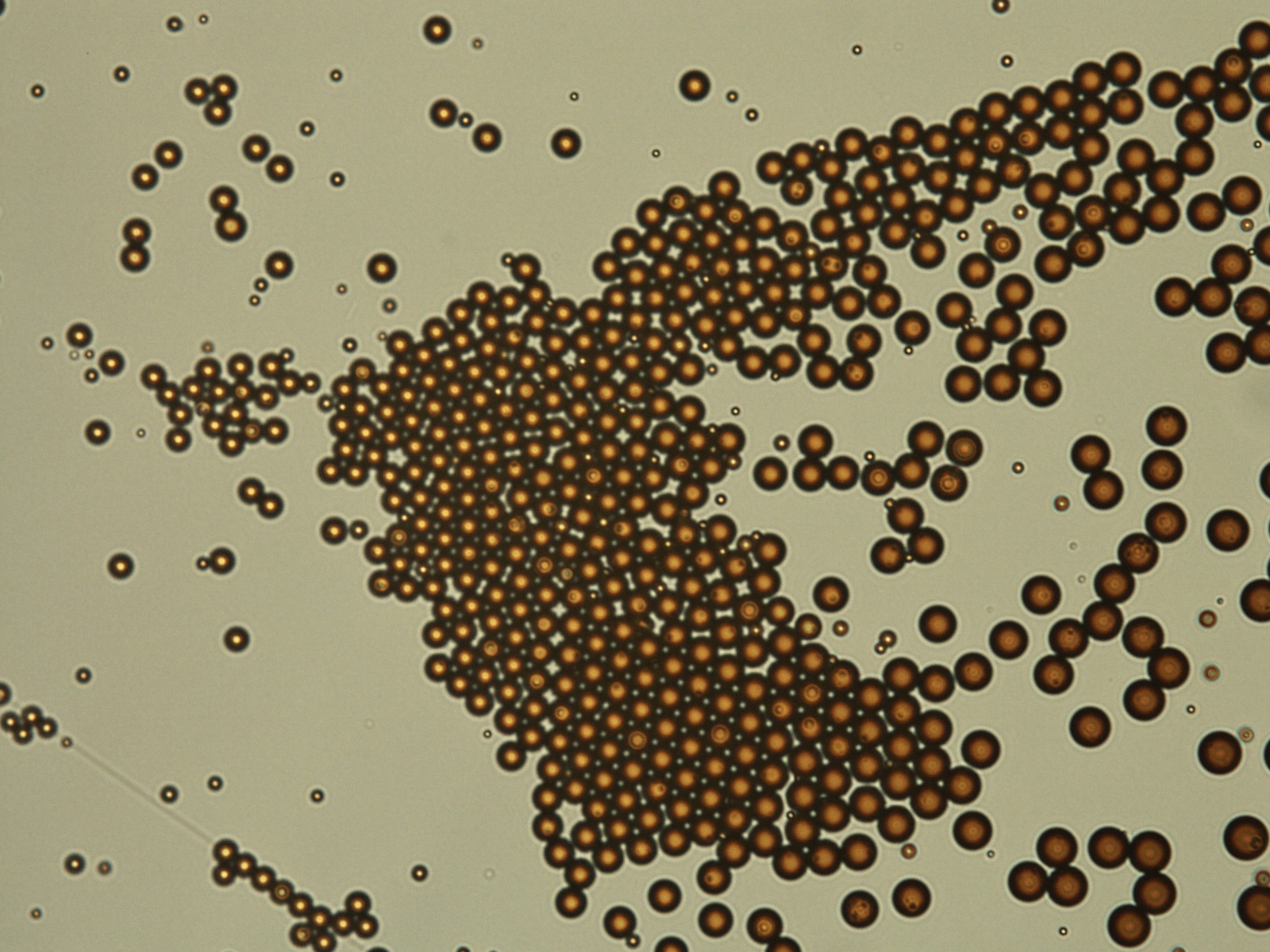 Emulsion